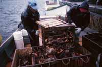 Fisherman hauling in a catch