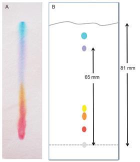 Typical paper chromatograms of water soluble inks or food dyes obtained by students (a) and as shown by textbooks or exam papers (b)