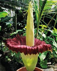 Amorphophallus titanium in full bloom