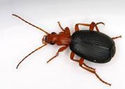 Bombardier beetle