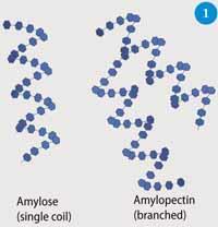 Figure 1 - Schematic of the structures of amylose and amylopectin