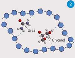 Figure 2 - Schematic showing how polar molecules act as plasticisers for starch