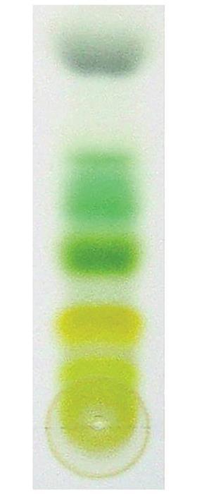 Chromatogram of leaf pigments