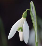 A snowdrop