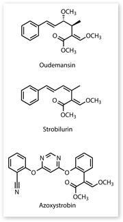 Structures of oudemansin, strobilurin and azoxystrobin