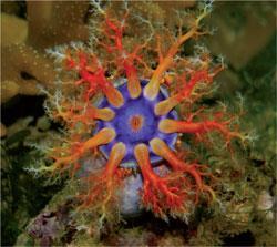 A sea cucumber