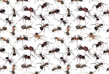 A picture of ants in a repeating pattern against a white background