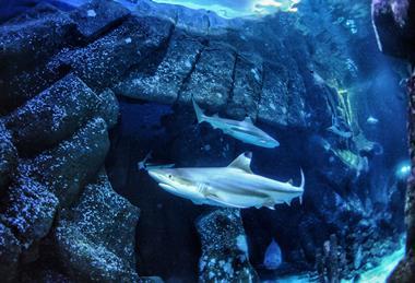 Sharks swimming in an aquarium