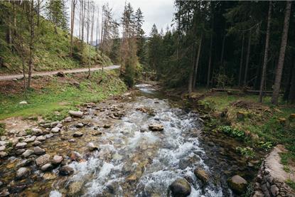 A photograph showing a river running through a forest with rocks of various sizes in the water