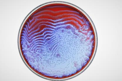 A close-up image of a Petri dish containing bromic acid, malonic acid and phenanthrolinehe; a colourful blue-purple pattern is visible as an Belousov-Zhabotinsky oscillating reaction takes place