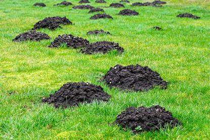 Lots of mole holes in a green grass field