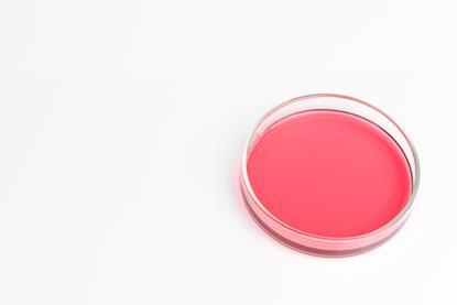 Pink cobalt chloride solution in a glass petri dish against a plain white-grey background