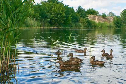 Duck pond image