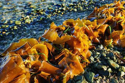 A close-up photograph of wet laminaria ribbon seaweed (or kelp) on a beach