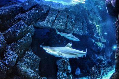 Sharks swimming in an aquarium
