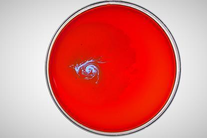 A glass Petri dish containing bromic acid, malonic acid and phenanthroline with a blue and red pattern