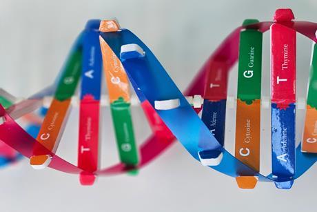 A plastic model of a DNA double helix showing the pairings of Cytosine and Guanine, and Thymine and Adenine