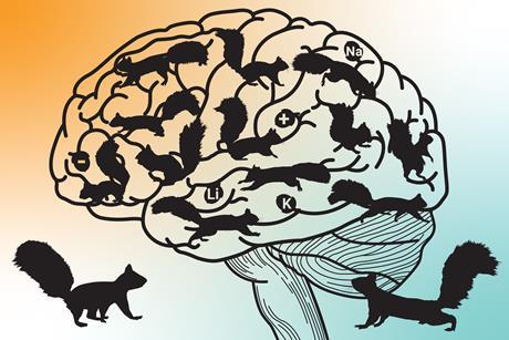 Squirrels look for acorns of chemistry information in a brain