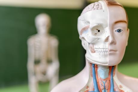 A human anatomical model in a classroom