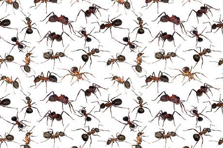 A picture of ants in a repeating pattern against a white background