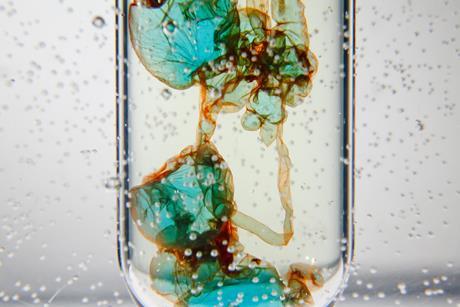 A photo of a test tube of a clear liquid containing with brown-edged blue liquid blobs. The test tube is also submerged in a clear liquid.
