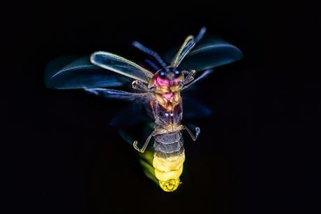 A firefly flying at night with its abdomen glowing