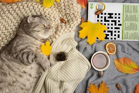 A cat lying on a cosy woolen blanket with autumnal leaves, a cup of tea and a crossword puzzle nearby.