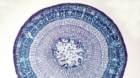 An a micrograph showing the cell walls in the cross section of a tree