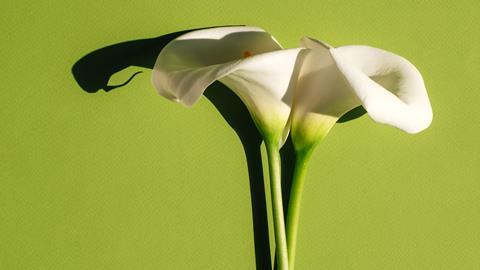 Calla lillies on a green background
