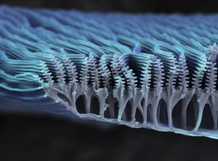 Coloured scanning electron micrograph (SEM) of the ridges on a scale from the wing of a butterfly, x10000 magnification