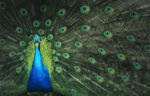 A male peacock with his tail spread