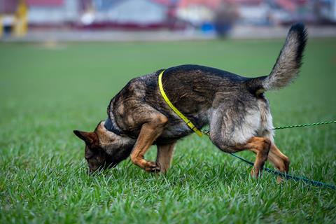 A tracking German shepherd dog catching a scent
