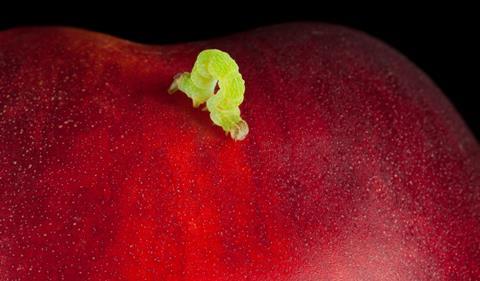 A small green inchworm caterpillar walking on a large red fruit