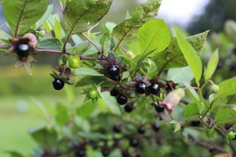 Dark purple berries on a bush
