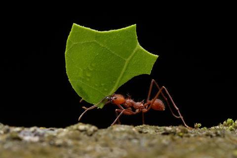 A picture showing a leaf cutter ant carrying a piece of leaf, against a black background