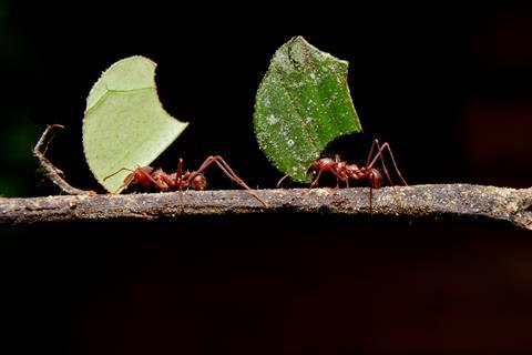 A picture showing two leafcutter ants, each carrying a piece of leaf, walking along a twig