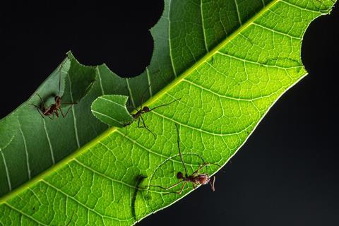 A picture showing three leafcutter ants on a leaf, one carrying a piece of the leaf
