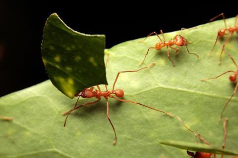 A picture showing leafcutter ants on a leaf, one carrying a leaf portion