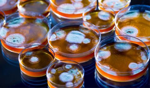 Penicillin fungi in petri dishes
