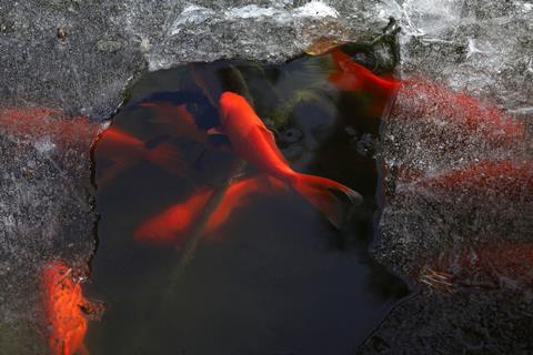 Bright orange fish swimming in a pond that has frozen over