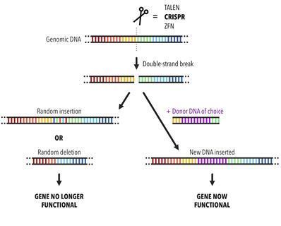Diagram of the gene editing process