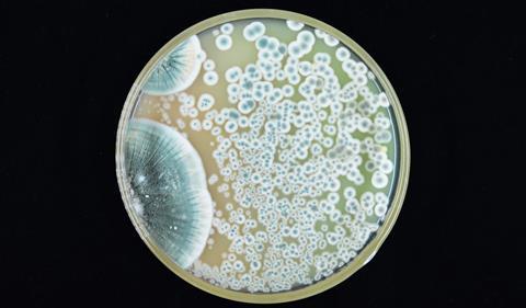 Colonies of Penicillium mold growing on agar plate