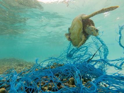 A turtle entangled in a discarded fishing net