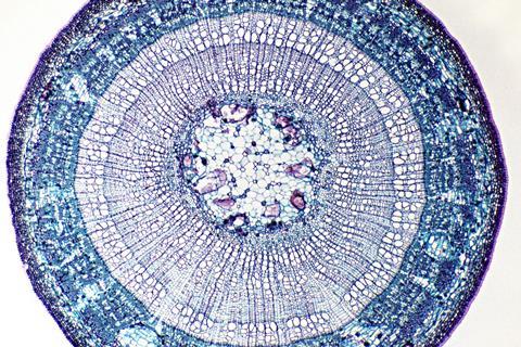 A micrograph of a cross-section of a tree branch showing the cell wall and other materials