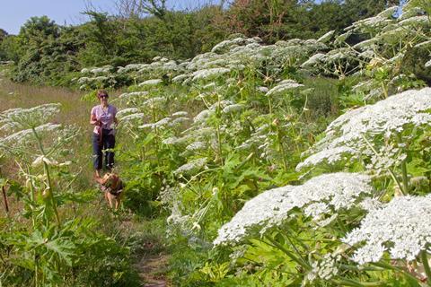 A woman and her dog walking near some large white wildflowers