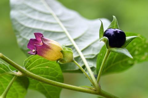 A purple and yellow flower and a dark purple berry on the same plant