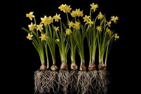 Tall yellow flowers and their bulbs and roots