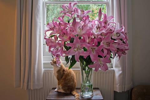 A ginger cat sitting on a table by a vase holding a large number of pink lilies