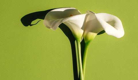 Calla lillies on a green background