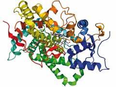 Crystollgraphic structure of human placental cytochrome P450